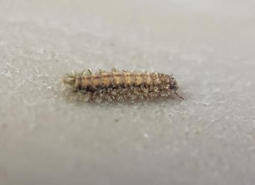 Réf. 214 854 : Polyxenus lagurus